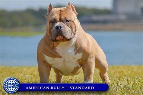 American bully kennel club - 